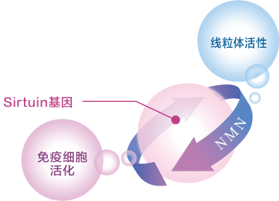 NMN　 Sirtuin基因　免疫细胞活化　线粒体活性