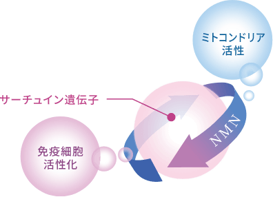 NMN　サーチュイン遺伝子　免疫細胞活性化　ミトコンドリア活性